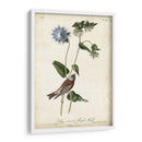 Finch De Color Púrpura Coronado Gris - John James Audubon | Cuadro decorativo de Canvas Lab