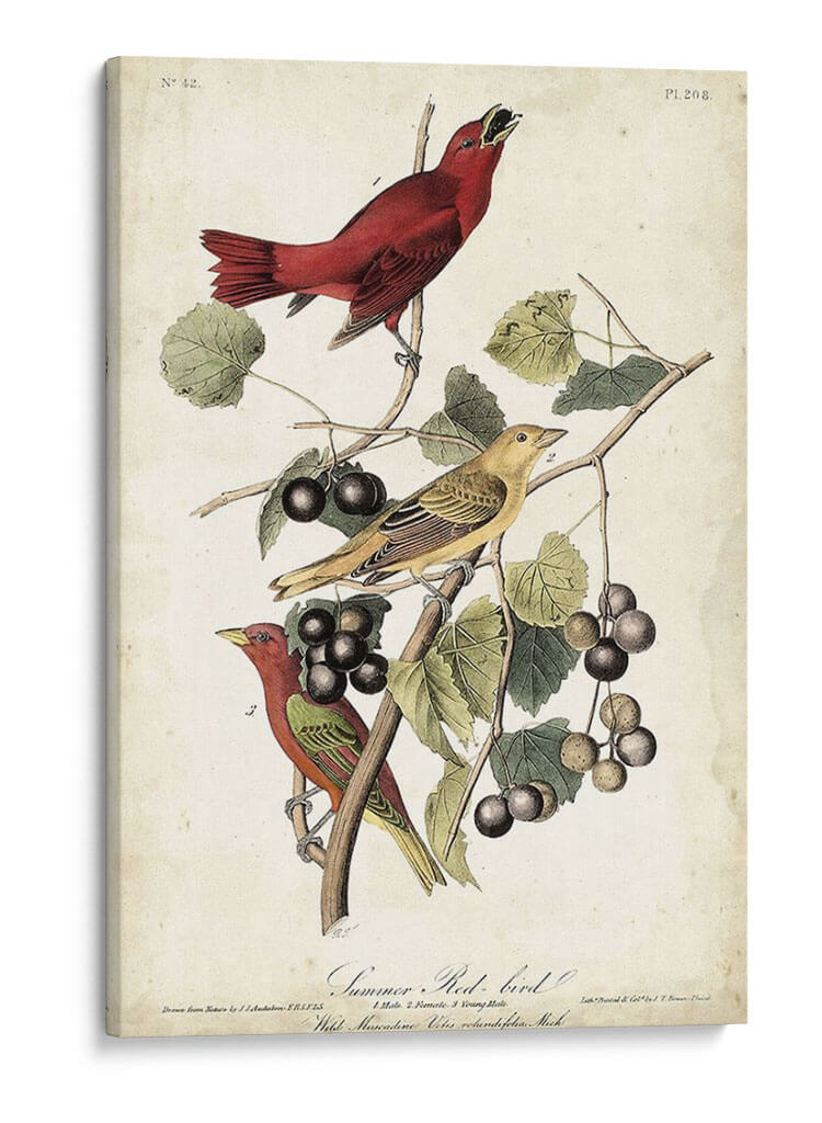 Pájaro Rojo De Verano - John James Audubon | Cuadro decorativo de Canvas Lab