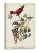 Pájaro Rojo De Verano - John James Audubon | Cuadro decorativo de Canvas Lab