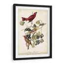 Pájaro Rojo De Verano - John James Audubon | Cuadro decorativo de Canvas Lab