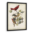 Pájaro Rojo De Verano - John James Audubon | Cuadro decorativo de Canvas Lab
