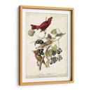 Pájaro Rojo De Verano - John James Audubon | Cuadro decorativo de Canvas Lab