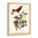 Pájaro Rojo De Verano - John James Audubon | Cuadro decorativo de Canvas Lab