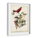 Pájaro Rojo De Verano - John James Audubon | Cuadro decorativo de Canvas Lab
