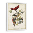 Pájaro Rojo De Verano - John James Audubon | Cuadro decorativo de Canvas Lab