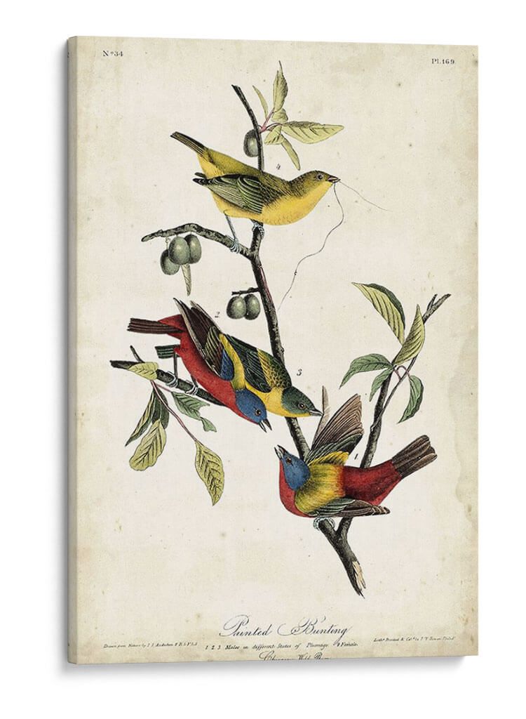 Empavesado Pintado - John James Audubon | Cuadro decorativo de Canvas Lab