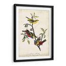 Empavesado Pintado - John James Audubon | Cuadro decorativo de Canvas Lab
