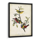 Empavesado Pintado - John James Audubon | Cuadro decorativo de Canvas Lab