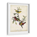 Empavesado Pintado - John James Audubon | Cuadro decorativo de Canvas Lab