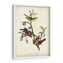 Empavesado Pintado - John James Audubon | Cuadro decorativo de Canvas Lab