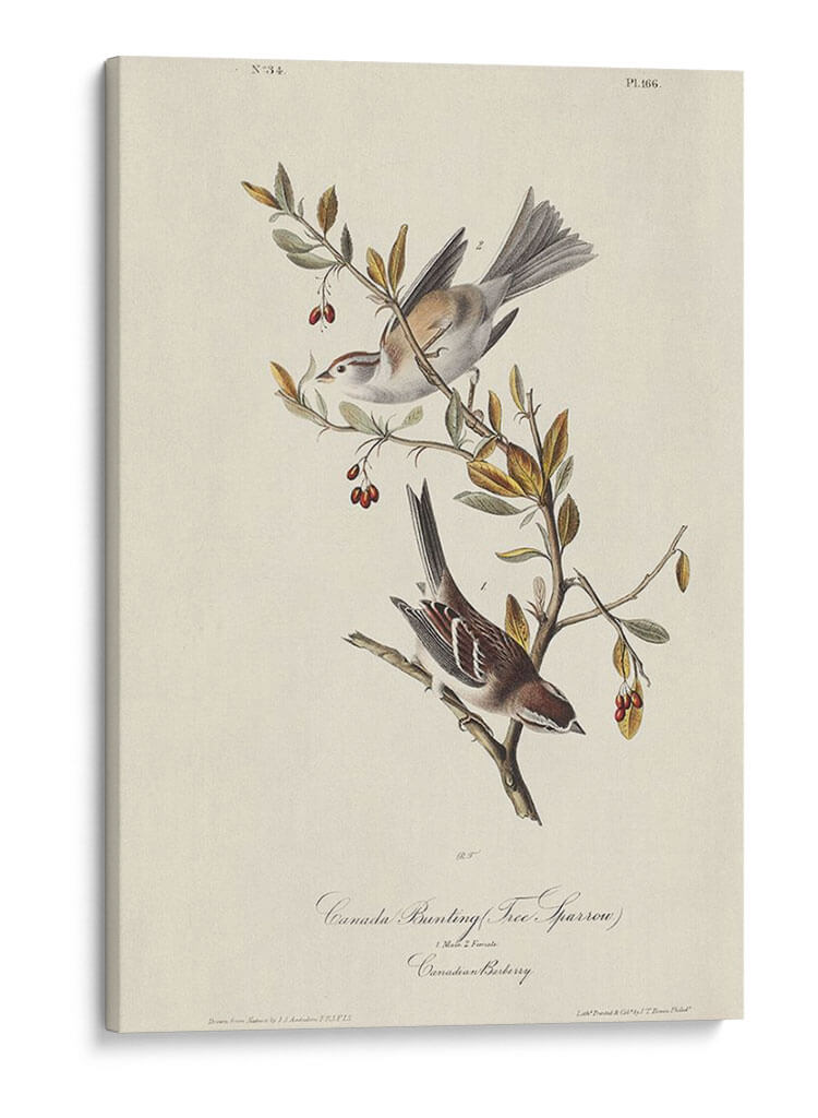 Canadá Bunting (Ash) - John James Audubon | Cuadro decorativo de Canvas Lab