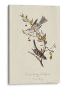 Canadá Bunting (Ash) - John James Audubon | Cuadro decorativo de Canvas Lab