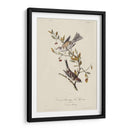 Canadá Bunting (Ash) - John James Audubon | Cuadro decorativo de Canvas Lab