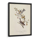 Canadá Bunting (Ash) - John James Audubon | Cuadro decorativo de Canvas Lab