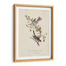 Canadá Bunting (Ash) - John James Audubon | Cuadro decorativo de Canvas Lab