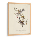 Canadá Bunting (Ash) - John James Audubon | Cuadro decorativo de Canvas Lab