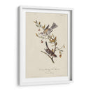 Canadá Bunting (Ash) - John James Audubon | Cuadro decorativo de Canvas Lab