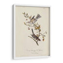 Canadá Bunting (Ash) - John James Audubon | Cuadro decorativo de Canvas Lab