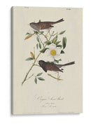 Pájaro De Nieve De Oregon (Ash) - John James Audubon | Cuadro decorativo de Canvas Lab