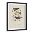 Pájaro De Nieve De Oregon (Ash) - John James Audubon | Cuadro decorativo de Canvas Lab