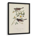 Pájaro De Nieve De Oregon (Ash) - John James Audubon | Cuadro decorativo de Canvas Lab