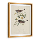 Pájaro De Nieve De Oregon (Ash) - John James Audubon | Cuadro decorativo de Canvas Lab