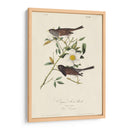 Pájaro De Nieve De Oregon (Ash) - John James Audubon | Cuadro decorativo de Canvas Lab