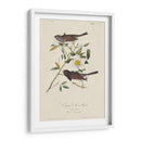 Pájaro De Nieve De Oregon (Ash) - John James Audubon | Cuadro decorativo de Canvas Lab