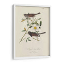 Pájaro De Nieve De Oregon (Ash) - John James Audubon | Cuadro decorativo de Canvas Lab