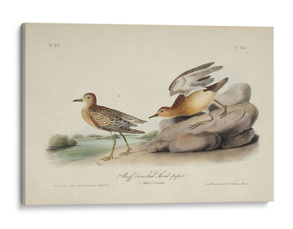 Buff Breasted Sandpiper (Ash) - John James Audubon | Cuadro decorativo de Canvas Lab