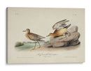 Buff Breasted Sandpiper (Ash) - John James Audubon | Cuadro decorativo de Canvas Lab