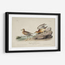 Buff Breasted Sandpiper (Ash) - John James Audubon | Cuadro decorativo de Canvas Lab