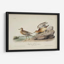 Buff Breasted Sandpiper (Ash) - John James Audubon | Cuadro decorativo de Canvas Lab