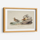 Buff Breasted Sandpiper (Ash) - John James Audubon | Cuadro decorativo de Canvas Lab