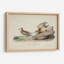 Buff Breasted Sandpiper (Ash) - John James Audubon | Cuadro decorativo de Canvas Lab