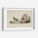 Buff Breasted Sandpiper (Ash) - John James Audubon | Cuadro decorativo de Canvas Lab
