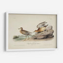 Buff Breasted Sandpiper (Ash) - John James Audubon | Cuadro decorativo de Canvas Lab