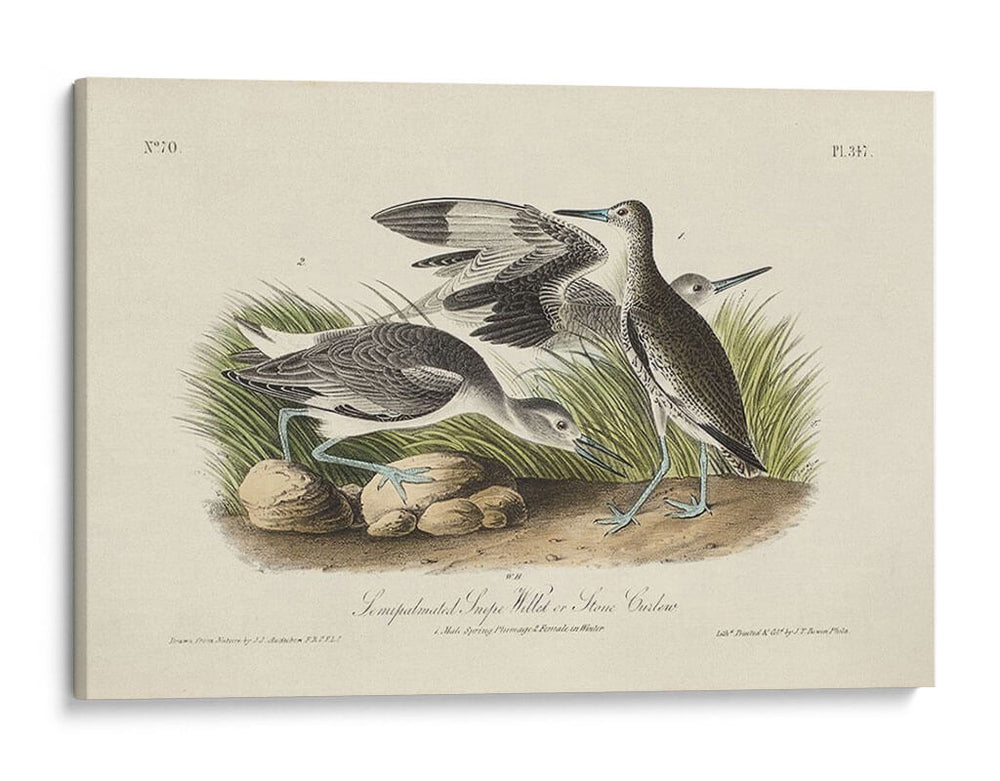 Curlew De Piedra (Ceniza) - John James Audubon | Cuadro decorativo de Canvas Lab