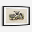Curlew De Piedra (Ceniza) - John James Audubon | Cuadro decorativo de Canvas Lab