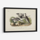 Curlew De Piedra (Ceniza) - John James Audubon | Cuadro decorativo de Canvas Lab