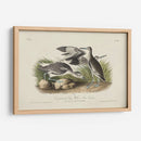 Curlew De Piedra (Ceniza) - John James Audubon | Cuadro decorativo de Canvas Lab