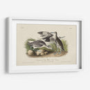 Curlew De Piedra (Ceniza) - John James Audubon | Cuadro decorativo de Canvas Lab