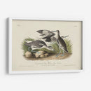 Curlew De Piedra (Ceniza) - John James Audubon | Cuadro decorativo de Canvas Lab