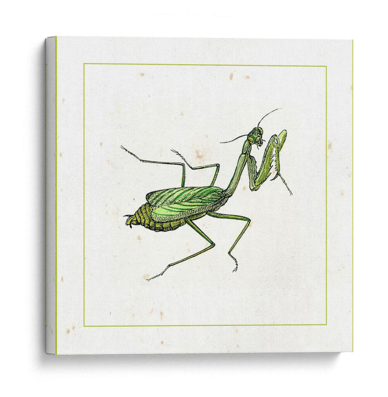 Mantis Verde - Vision Studio | Cuadro decorativo de Canvas Lab