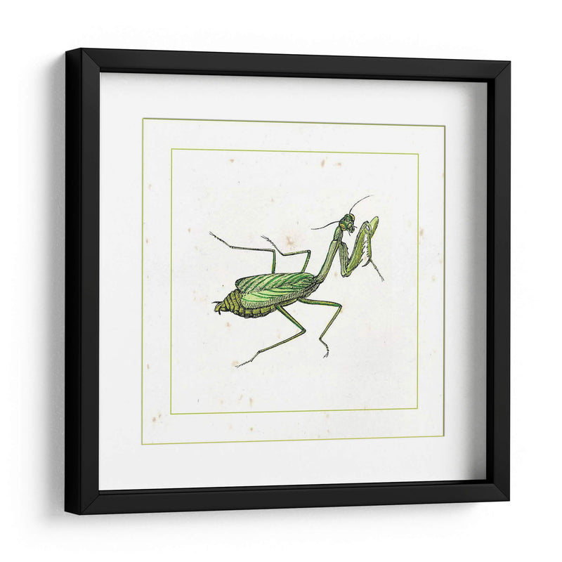 Mantis Verde - Vision Studio | Cuadro decorativo de Canvas Lab