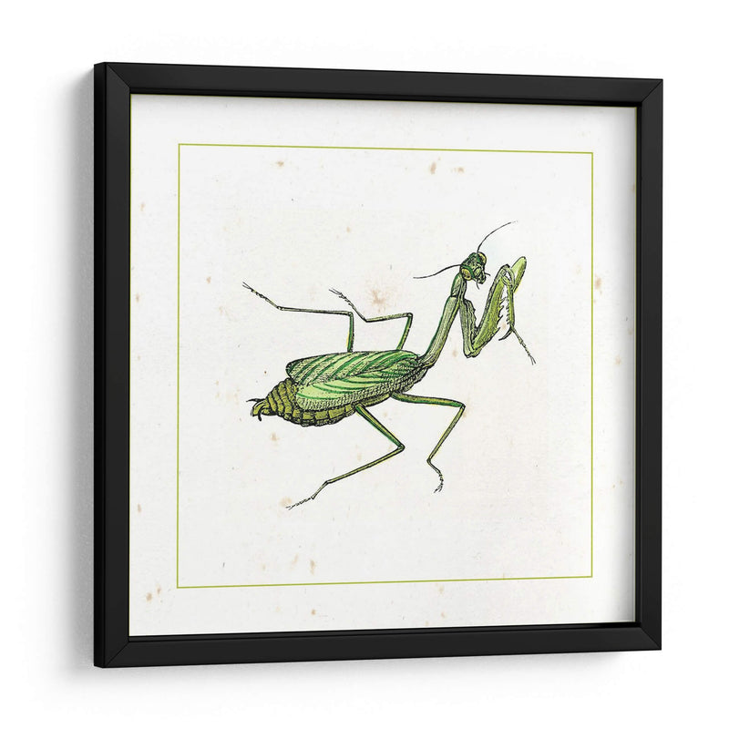 Mantis Verde - Vision Studio | Cuadro decorativo de Canvas Lab