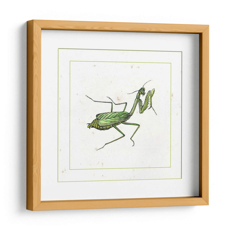 Mantis Verde - Vision Studio | Cuadro decorativo de Canvas Lab