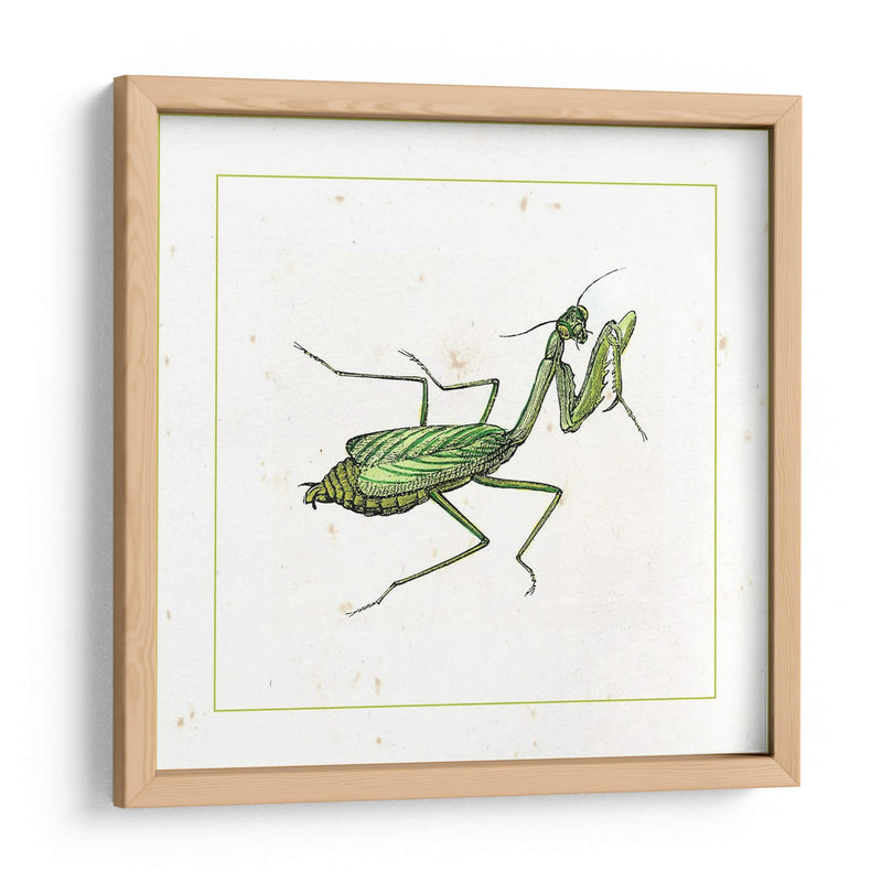 Mantis Verde - Vision Studio | Cuadro decorativo de Canvas Lab