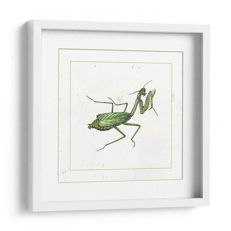 Mantis Verde - Vision Studio | Cuadro decorativo de Canvas Lab