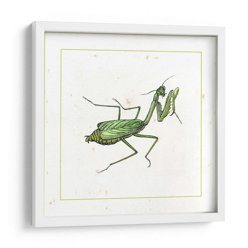 Mantis Verde - Vision Studio | Cuadro decorativo de Canvas Lab